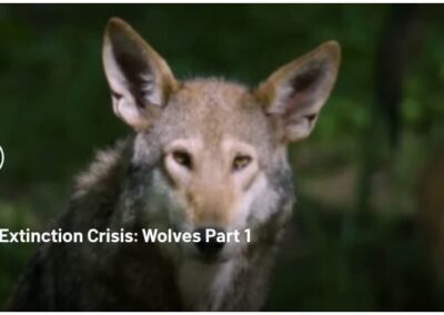 The Extinction Crisis: Wolves Part 1