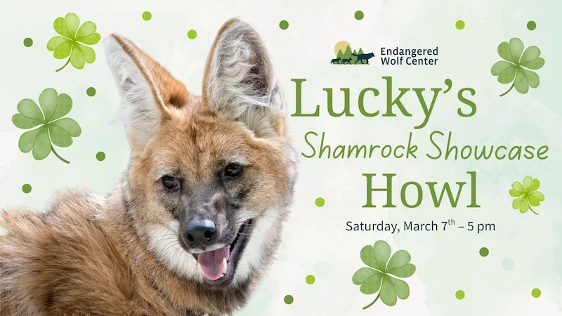 luckys shamrock showcase howl