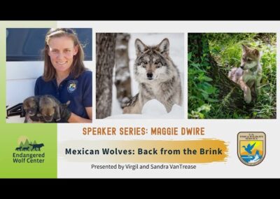 Mexican Wolves: Back from the Brink