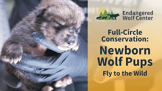 Full-Circle Conservation: Newborn Wolf Pups Fly to the Wild