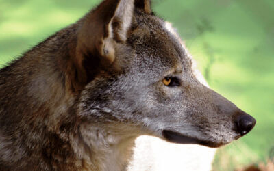 Press Release: Proposal threatens red wolves