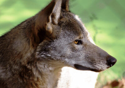 Press Release: Proposal threatens red wolves