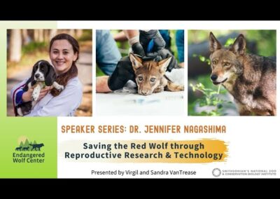 Saving the Red Wolf through Reproductive Research & Technology
