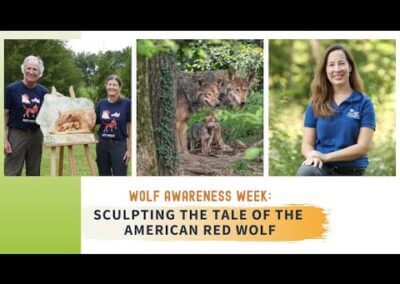 Sculpting the Tale of the American Red Wolf (Webinar)