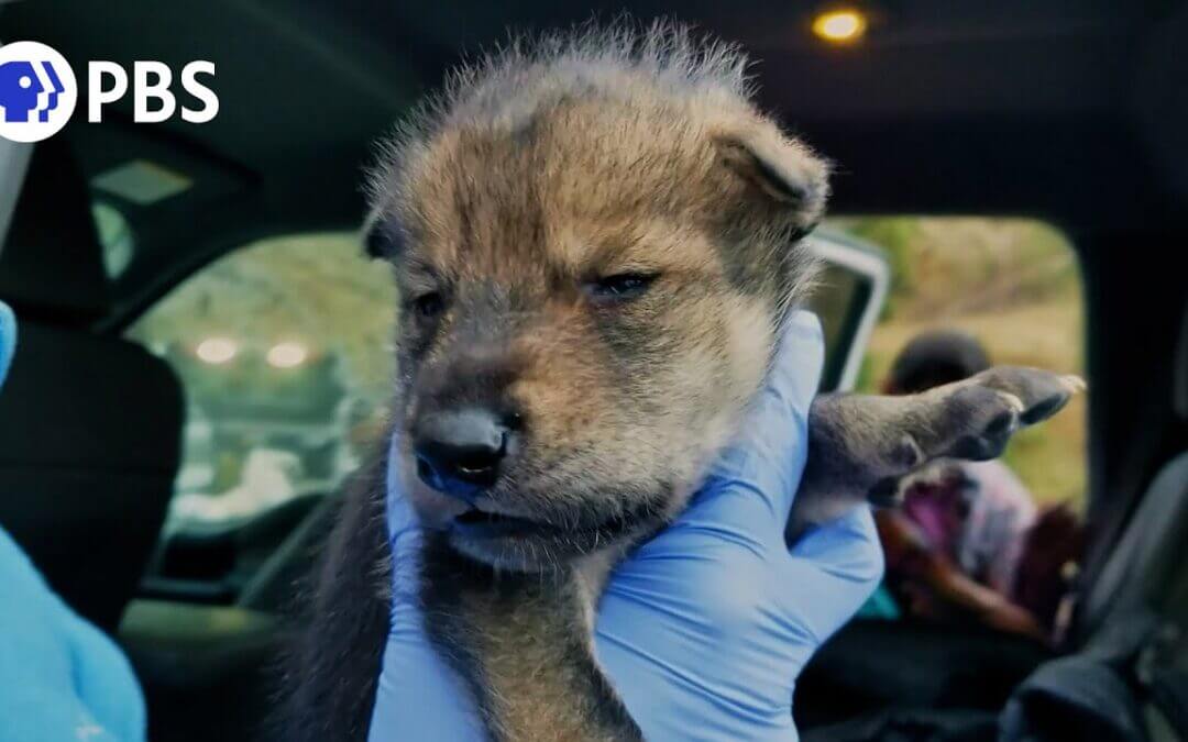 Endangered Wolf Center Featured on PBS Nature/BBC Earth Miniseries: Dogs in the Wild