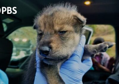 Endangered Wolf Center Featured on PBS Nature/BBC Earth Miniseries: Dogs in the Wild