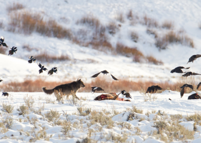Interspecies Besties: A Closer Look at Wolves and Their Symbiotic Relationships