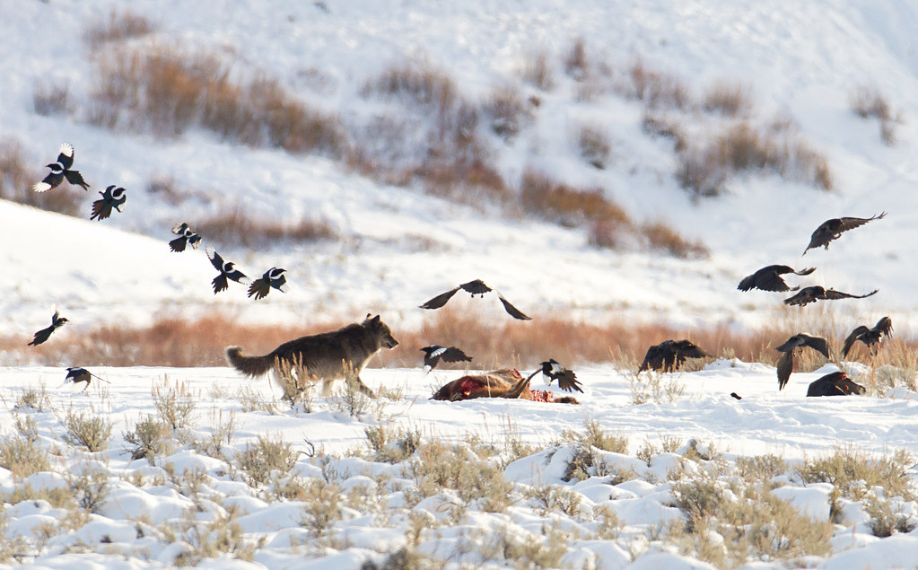 Interspecies Besties: A Closer Look at Wolves and Their Symbiotic Relationships